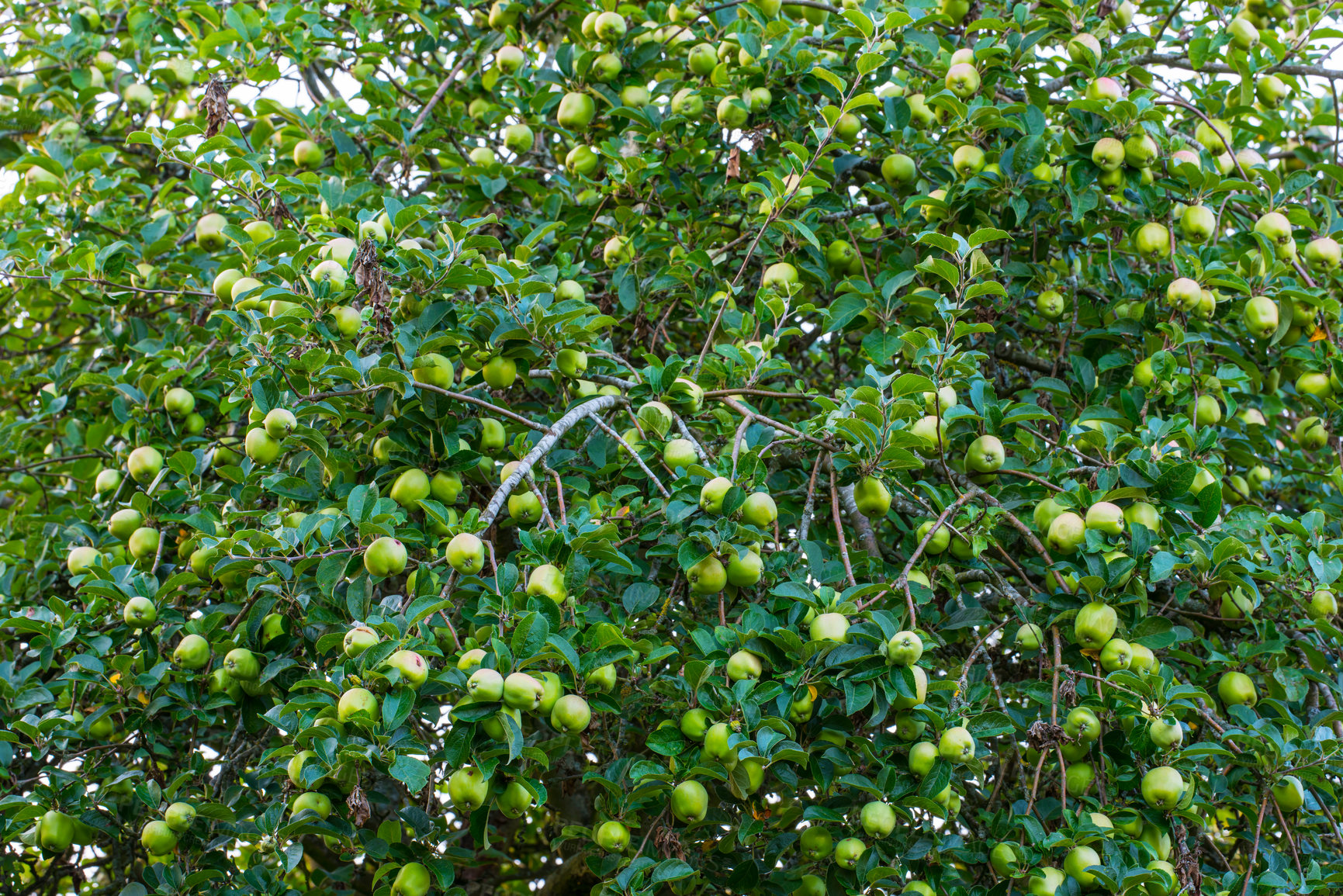 Buy stock photo Natural and delicious green apple harvest in the apple tree garden. Green staples are in a process of ripening among the branches and green leaves of the trees in an apple orchard on a sunny day.