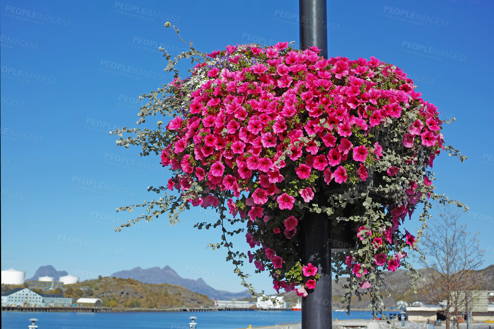 Buy stock photo A landscape view of a pink Surfina flower with long vines hanging on a pole. A beautiful image of a cityside street with a pole covered with a pink flower under a bright blue sky.  