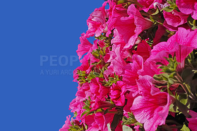 Buy stock photo Closeup of pink hibiscus flowers growing on tree against blue sky with copy space. Low angle of subtropical, tropical plants blossoming, blooming, flowering in home garden or backyard with copyspace