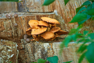 Buy stock photo Closeup of wild porcini mushrooms growing on a tree stump in an organic lush forest. Plants growing and blooming in an ecological and sustainable environment during springtime in the wilderness