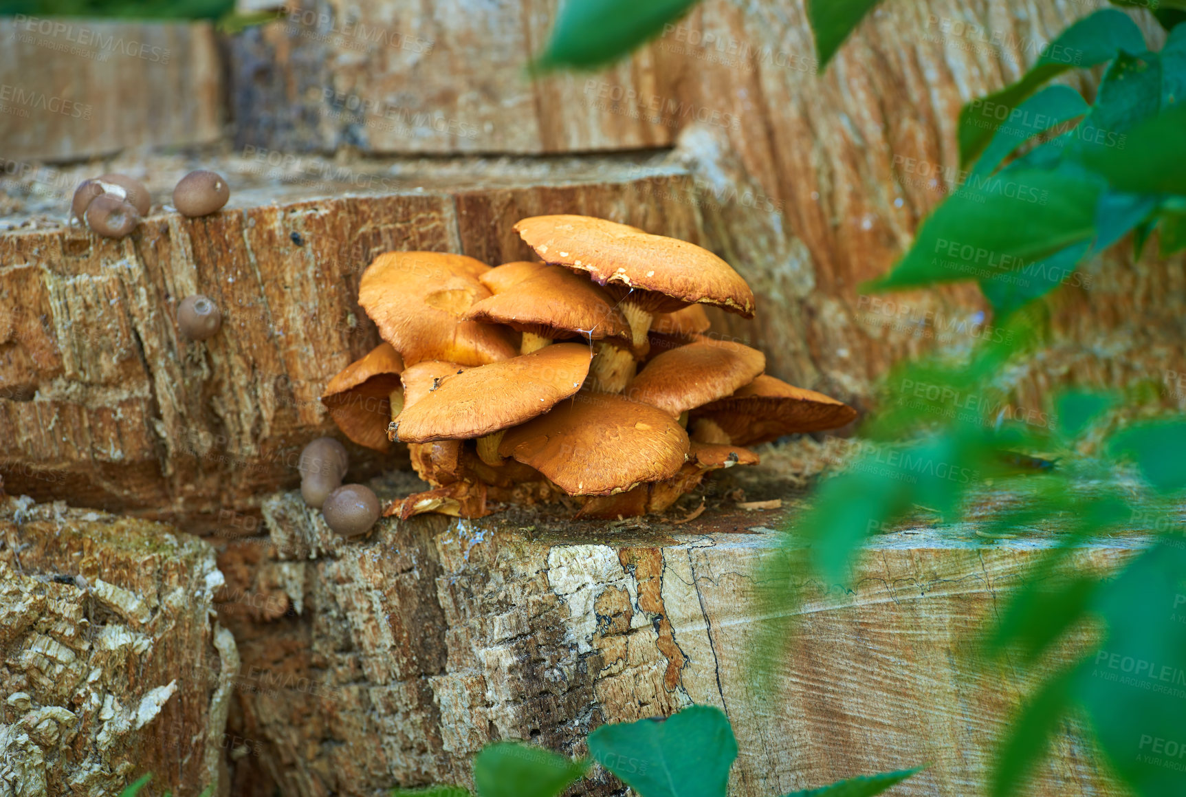 Buy stock photo Closeup of wild porcini mushrooms growing on a tree stump in an organic lush forest. Plants growing and blooming in an ecological and sustainable environment during springtime in the wilderness