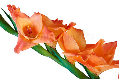 Buy stock photo Closeup of gladiolus hybridus flowers blossoming and blooming on a green stalk or steam against a white background with copy space. Delicate fresh plants from South Africa. Passionate about gardening