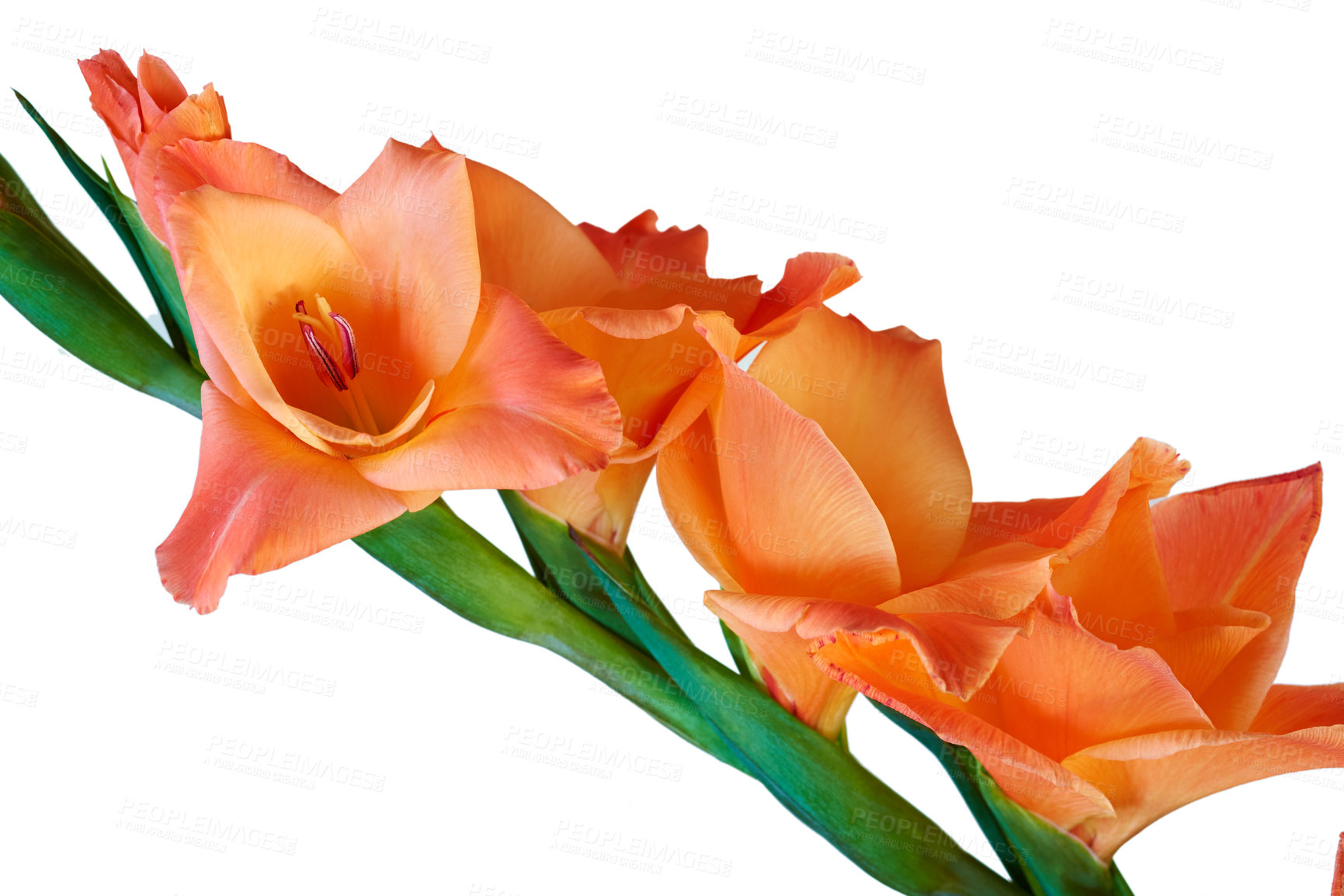 Buy stock photo Closeup of gladiolus hybridus flowers blossoming and blooming on a green stalk or steam against a white background with copy space. Delicate fresh plants from South Africa. Passionate about gardening