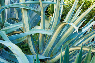 Buy stock photo Aloe vera growing in a botanical garden outdoors on a sunny day. Closeup of green agave plant with long prickly leaves filled with gel with healing properties used for skincare and medicinal purposes