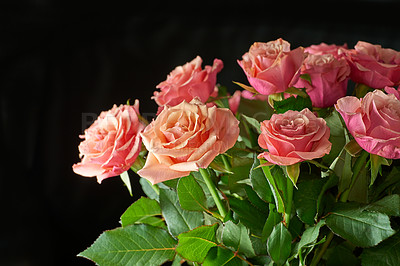 Buy stock photo Pink roses growing against a black background with copyspace. Closeup of a beautiful bunch of fresh flowers with blossoming buds. Stems of lovely floral bouquet to gift for mother's day or valentines