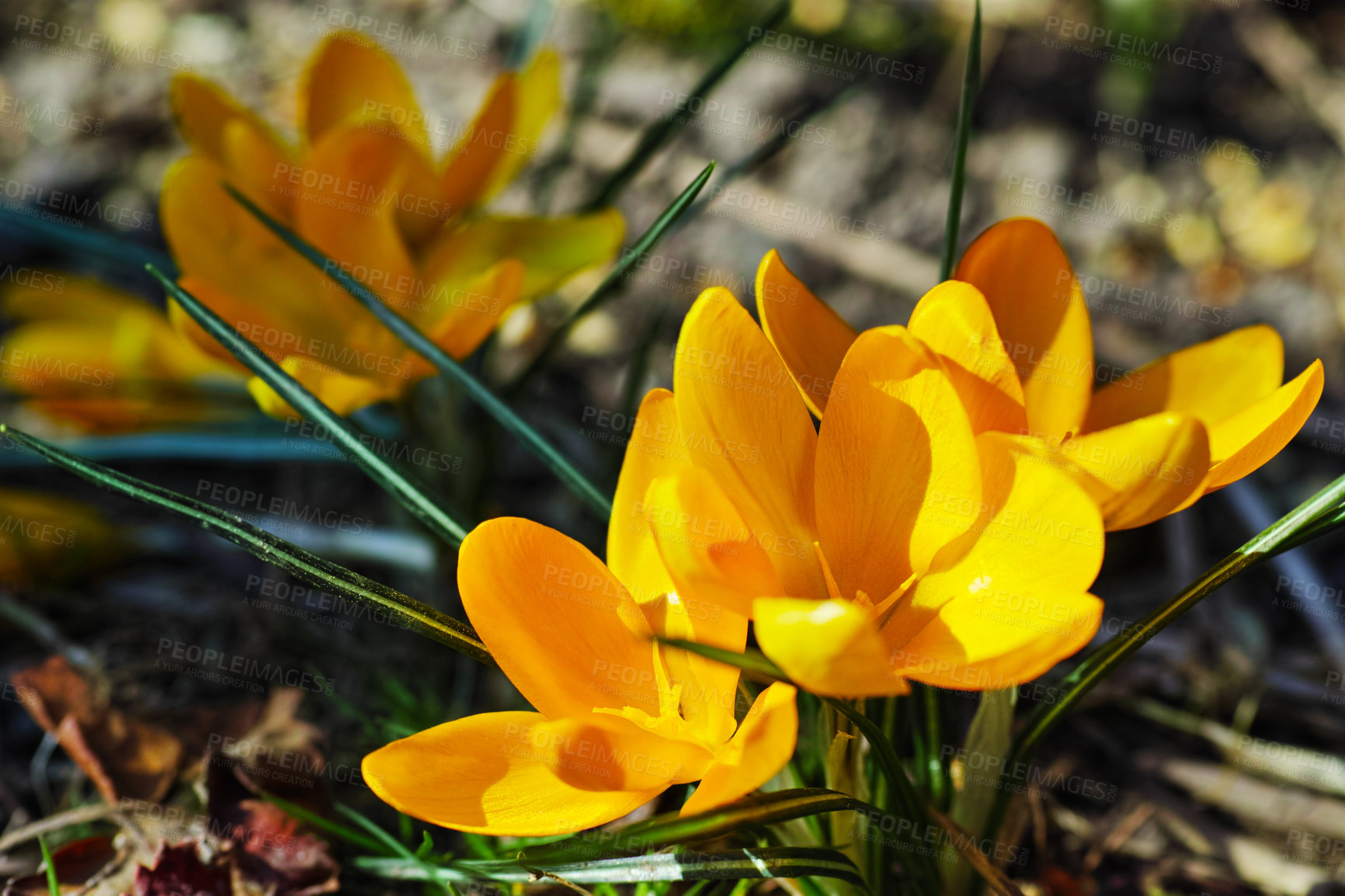 Buy stock photo A portrait close-up of beautiful fresh bloomed flowers. The first spring flowers are yellow crocuses in a Giant Dutch crocus (Crocus venues), a crocus meadow on a bright sunny day.