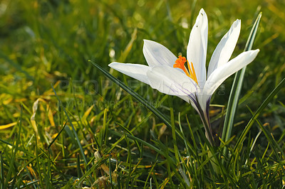 Buy stock photo A portrait view lot of white crocus. Soft focus on spring nature with a close-up of white crocus flowers. Nature concept for spring design with place for your text. Meadow landscape with blossoming.