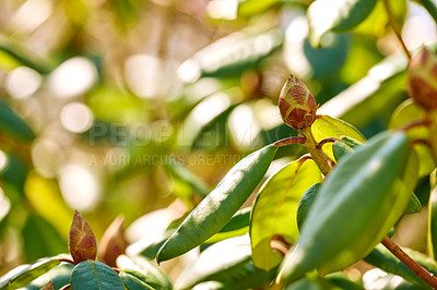 Buy stock photo A bud of an unknown flower with green leaves in a forest on a sunny day. A plant with blur background and copy space. The early stage of a growing flower. Green leafy plant in a lawn or backyard