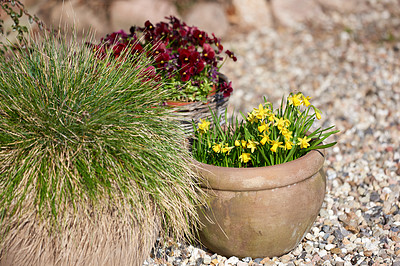 Buy stock photo Yellow lilies growing in a vase in backyard garden in summer. Beautiful hybrid plant blooming in a jar in spring outdoors. Tiny flowering plants budding in a yard outside. Flora in a holder in nature