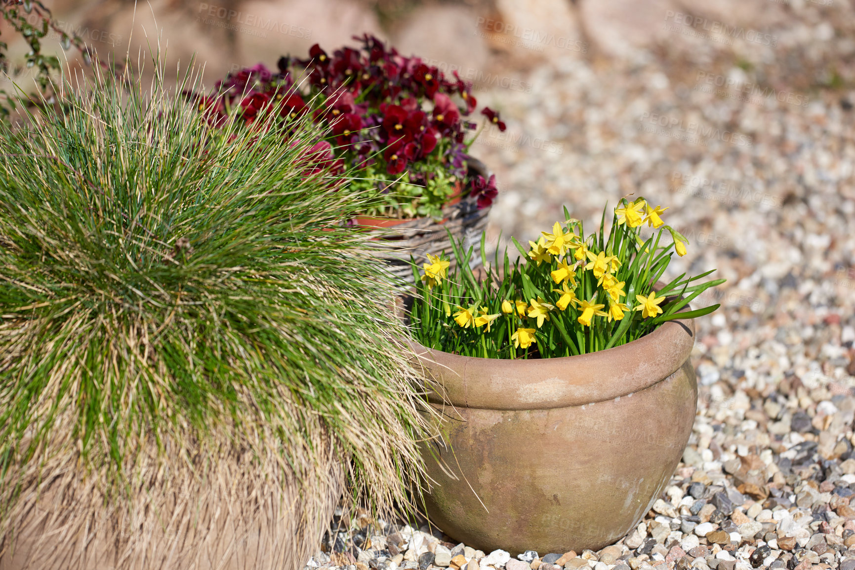 Buy stock photo Yellow lilies growing in a vase in backyard garden in summer. Beautiful hybrid plant blooming in a jar in spring outdoors. Tiny flowering plants budding in a yard outside. Flora in a holder in nature