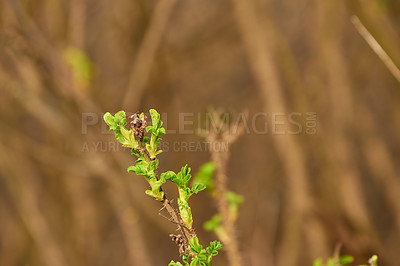 Buy stock photo Closeup of hydrangea branch with new growth isolated against brown blurred background. Small fresh leaves sprouting on bush in summer with copy space outside.  Scenic nature scene of hortensia plant