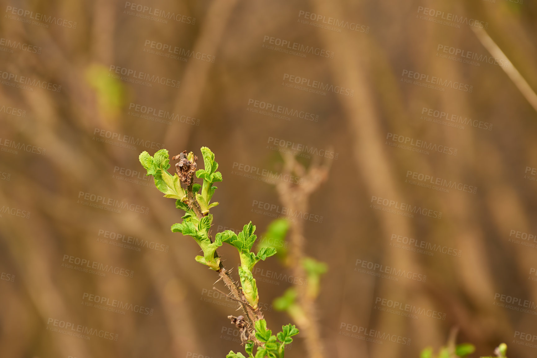 Buy stock photo Closeup of hydrangea branch with new growth isolated against brown blurred background. Small fresh leaves sprouting on bush in summer with copy space outside.  Scenic nature scene of hortensia plant