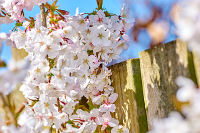 Buy stock photo Closeup of pink lilies growing on trees in a backyard in summer. Lilium blooming in a garden in spring. Lily flowers budding in a park. Flora in nature. Flowering plants on the countryside