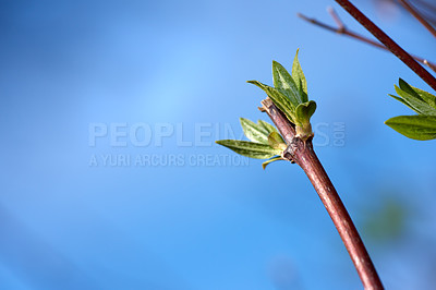 Buy stock photo Closeup of purple twig with new growth in spring under blurred blue sky copy space. Plum tree stem with delicate new leaves growing in garden. Colourful seasonal branches. Botany on blurred copyspace