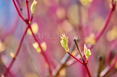 Buy stock photo Closeup of a purple twig with new growth in spring. Plum tree stem with delicate new leaves growing in garden in May. Group of colorful seasonal branches. Botany on blurred background with copy space