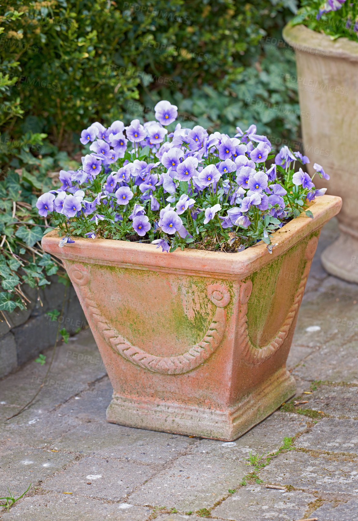 Buy stock photo Mixed color blooming pansies in sunlight. Decorative pots or fences with garden pansy spring flowers in park and botanical. A beautiful purple and white flowers in the pot. Closeup blue pansy flowers