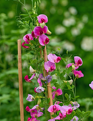 Buy stock photo Pink garden phlox flowers growing in a backyard. Bush of flowering plants blooming in a botanical garden with copy space. Spring blossoms budding in a park in summer. Beautiful flora in nature