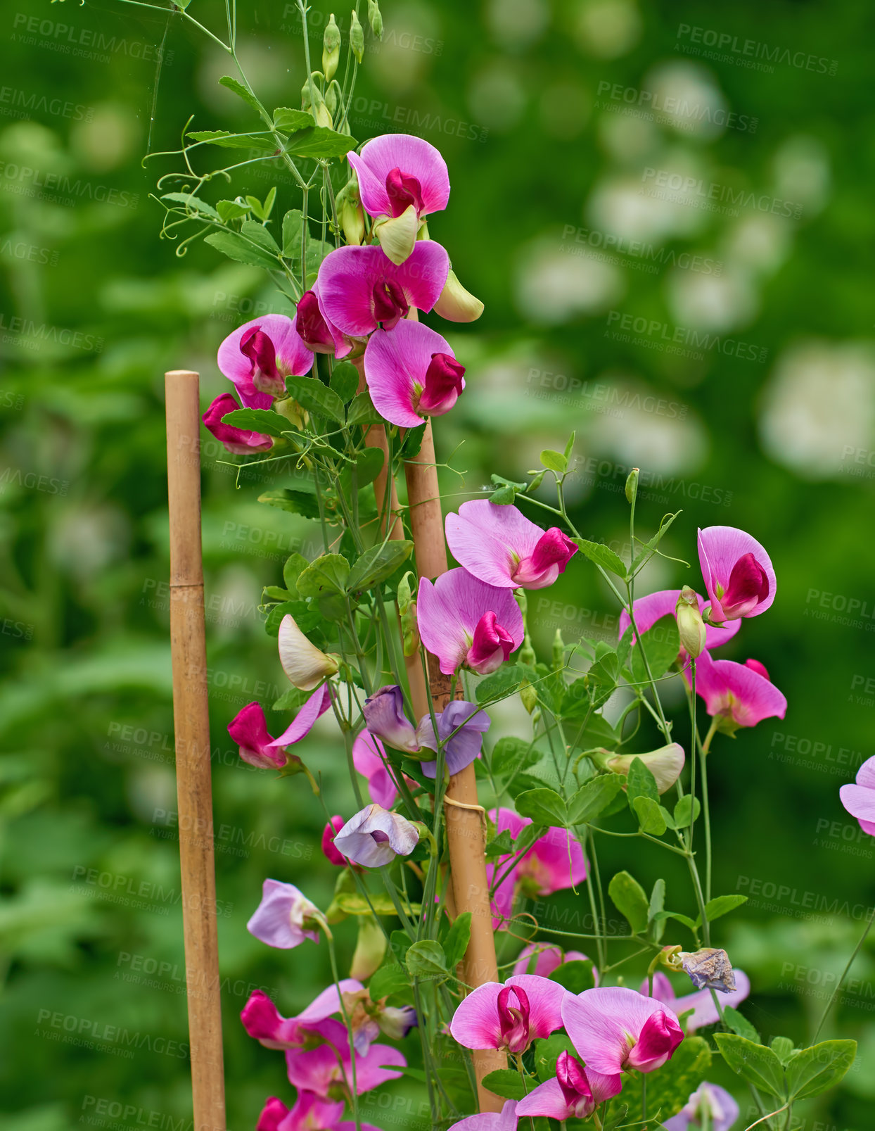 Buy stock photo Pink garden phlox flowers growing in a backyard. Bush of flowering plants blooming in a botanical garden with copy space. Spring blossoms budding in a park in summer. Beautiful flora in nature