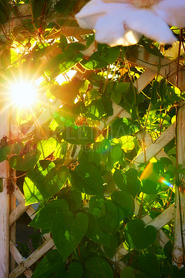 Buy stock photo Vines growing on a trellis on a sunny day. Sun flare against a wooden climbing frame for greenery. Lush green leaves growing in a park with sunlight. Garden background with copy space in summer. 