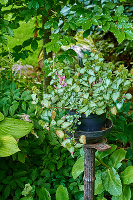 Buy stock photo A stand holding a pricky plant in a container in a backyard with different varieties of plants. A garden is full of greenery and knotweed plants. Many species of leaves in the yard on a sunny day