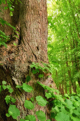 Buy stock photo Closeup of ivy growing up a tree trunk with green leaves in a forest. Details of evergreen curly leaves twisting around an old tree with dry rough bark textures. Wild vines and vegetation in summer