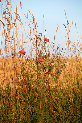 Buy stock photo Red poppies blossoming, blooming, growing on green stems in wild remote field, meadow and countryside in England. Poppy flower symbolising Remembrance Day and consolation for First World War victims