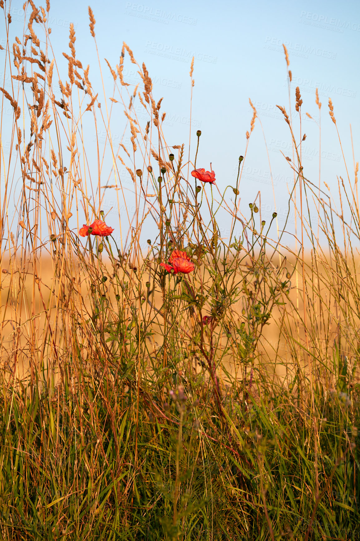 Buy stock photo Red poppies blossoming, blooming, growing on green stems in wild remote field, meadow and countryside in England. Poppy flower symbolising Remembrance Day and consolation for First World War victims