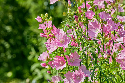 Buy stock photo  A beautiful pink Malva color rosea in the garden. Pink hollyhocks flowers are blooming in a garden. Close up of blooming hollyhock Malva flowers in the garden. Rosy blooming flower in spring