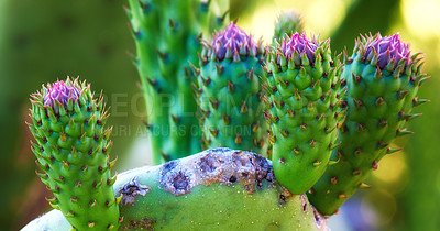 Buy stock photo Closeup of purple nopal cactus flowers getting ready to blossom, bloom in Mexico desert. Succulent prickly pear fruit growing. Farmed and cultivated for nutrition, antioxidants, vitamins, minerals