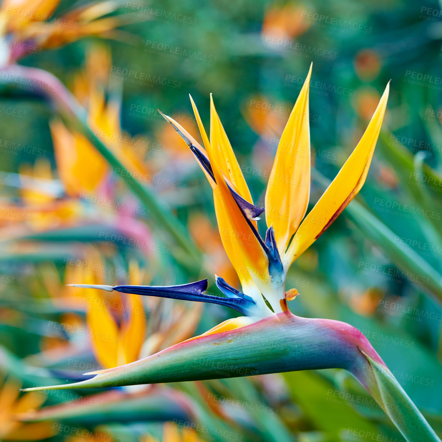 Buy stock photo Closeup of bird of paradise flower blooming, blossoming in home backyard with bokeh copy space background. Strelitzia perennial plants growing in South Africa botanical garden. Passionate gardening