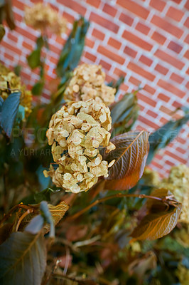 Buy stock photo Closeup of peegee hydrangea flowers growing in private, secluded home garden. Hydrangea paniculata plant blossoming, blooming and flowering in backyard against copy space background. Gardening hobby