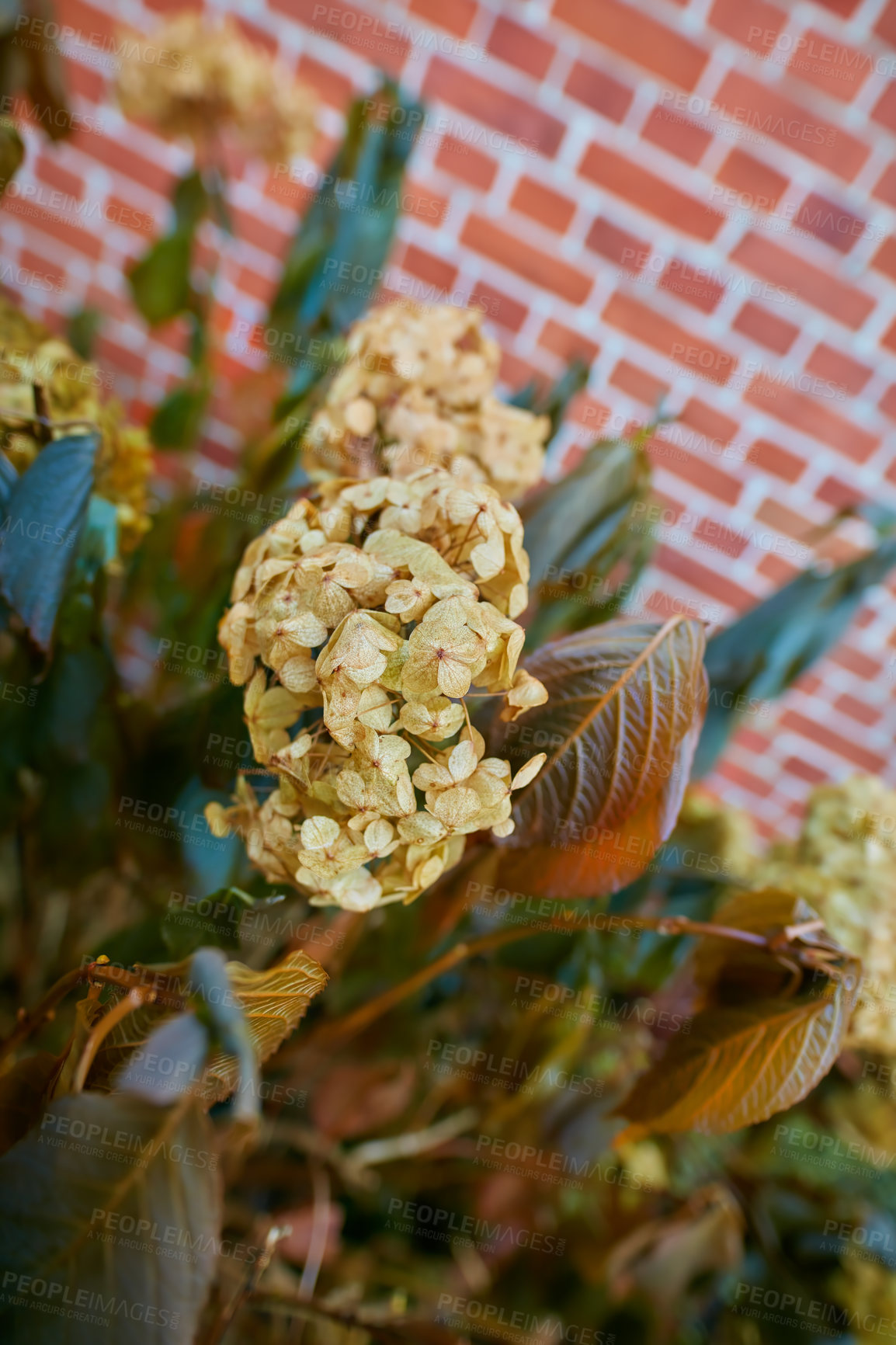 Buy stock photo Closeup of peegee hydrangea flowers growing in private, secluded home garden. Hydrangea paniculata plant blossoming, blooming and flowering in backyard against copy space background. Gardening hobby