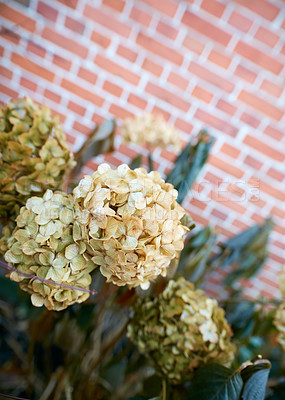 Buy stock photo Hydrangea flowers with copyspace growing in a botanical garden on a sunny day outside. Hortensia with soft yellow petals blooming in spring. Scenic landscape of beautiful plants blossoming in nature
