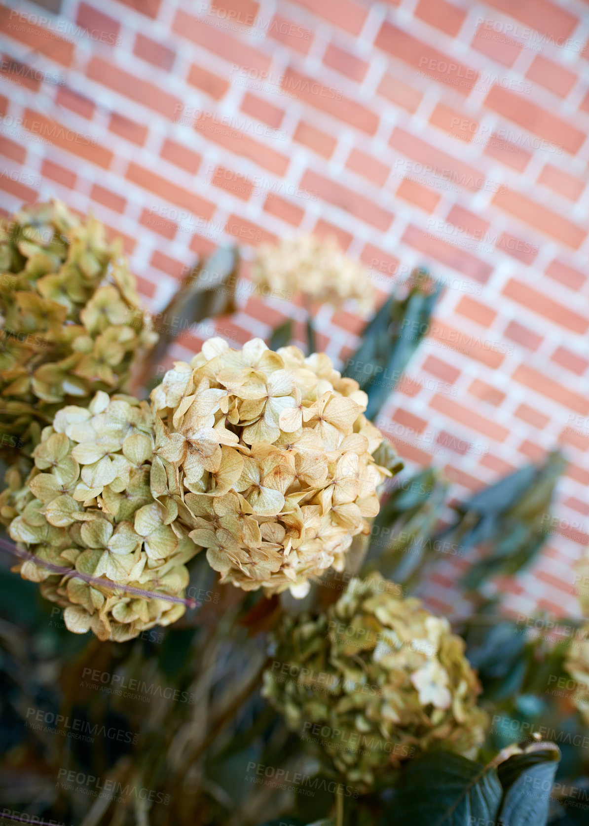 Buy stock photo Hydrangea flowers with copyspace growing in a botanical garden on a sunny day outside. Hortensia with soft yellow petals blooming in spring. Scenic landscape of beautiful plants blossoming in nature
