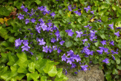 Buy stock photo Violet flowers growing in a garden. Campanula blossoming in a park in summer. Purple bush of flowering plants on a flowerbed in spring. Flora growing in a backyard. Many bellflowers in a yard