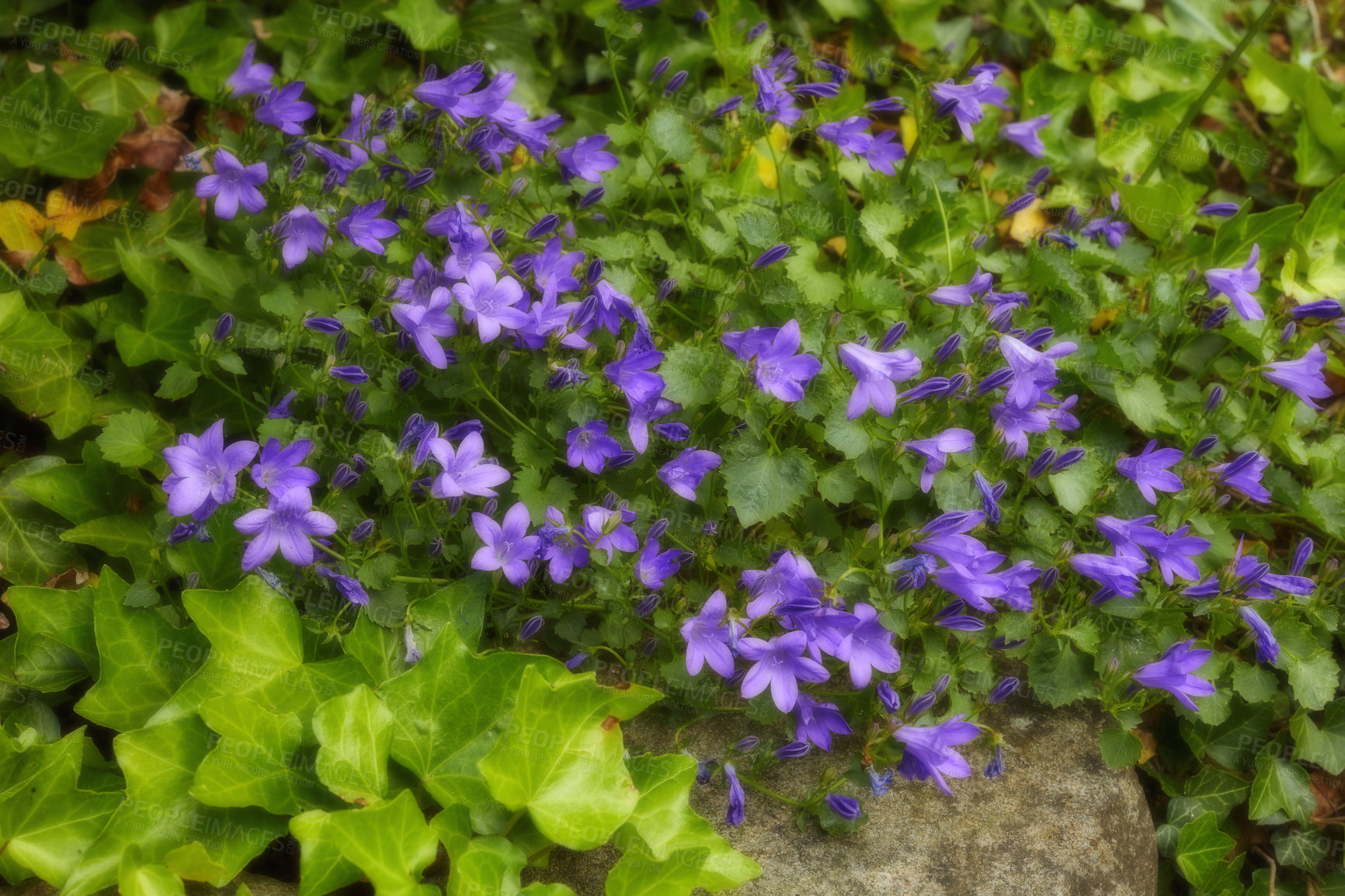 Buy stock photo Violet flowers growing in a garden. Campanula blossoming in a park in summer. Purple bush of flowering plants on a flowerbed in spring. Flora growing in a backyard. Many bellflowers in a yard