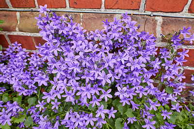 Buy stock photo Blue or violet flower bells in a stone pot. Campanula blossom closes up many small bright purple flowers. purple bush of flowering campanula flowers on a flower bed spring flowers with the red brick