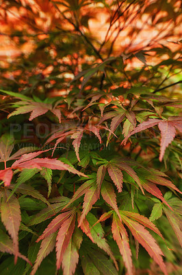 Buy stock photo Closeup of japanese maple tree in fall with a blurred background and copy space. Palmate maple bush with lush green leaves changing color to red in autumn season. Stunning nature scene with copyspace