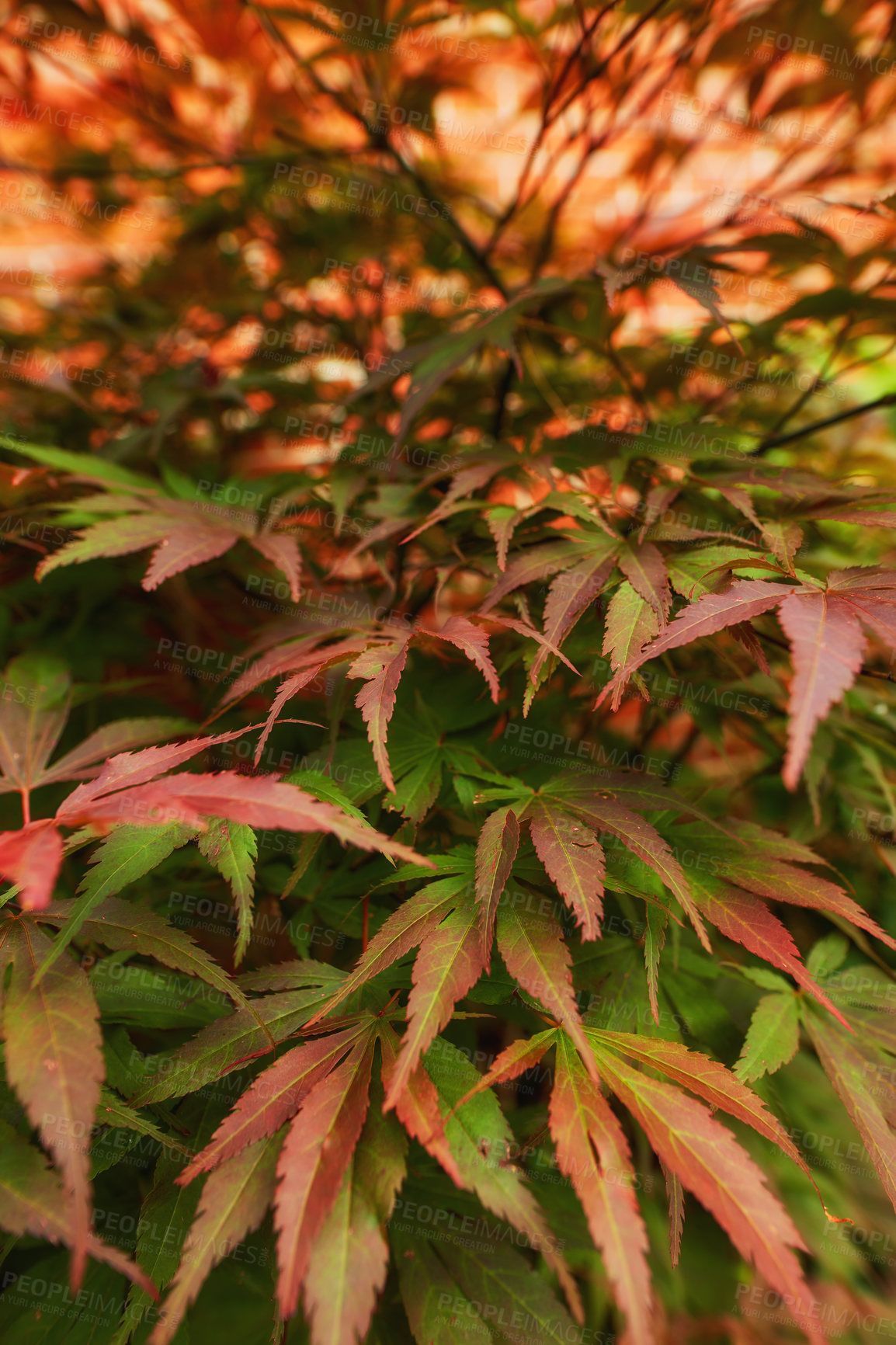 Buy stock photo Closeup of japanese maple tree in fall with a blurred background and copy space. Palmate maple bush with lush green leaves changing color to red in autumn season. Stunning nature scene with copyspace