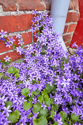 Buy stock photo Closeup of purple dalmatian bellflowers growing on the side of red brick house in a garden. Group of vibrant campanula portenschlagiana flowers blossoming and blooming in secluded, private backyard