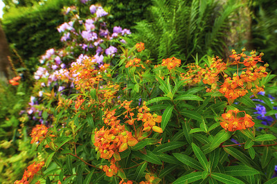 Buy stock photo Marmalade flower growing on bushes in backyard. Orange flowers blooming in a botanical garden in spring. Bush of floret budding in a park. Flowering plants blooming in a forest. Flora in a meadow