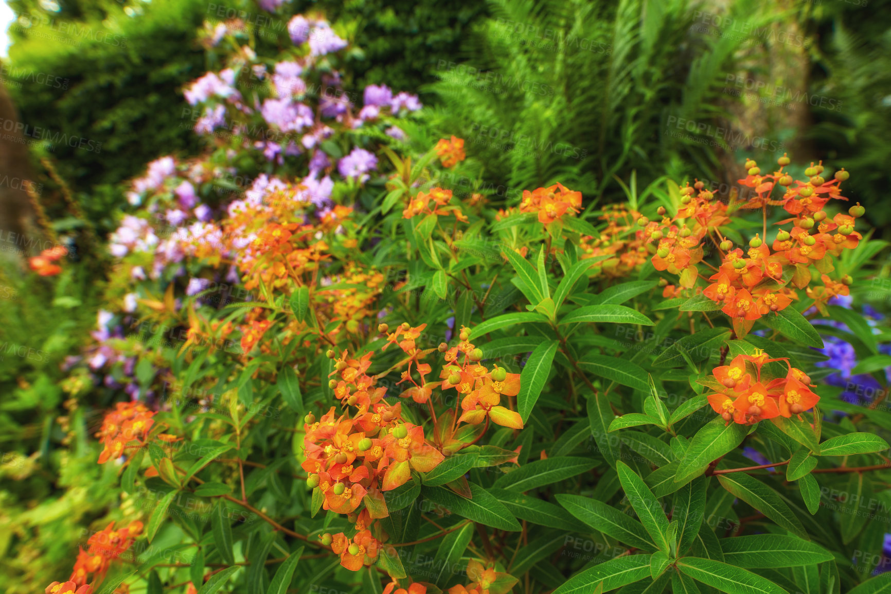 Buy stock photo Marmalade flower growing on bushes in backyard. Orange flowers blooming in a botanical garden in spring. Bush of floret budding in a park. Flowering plants blooming in a forest. Flora in a meadow