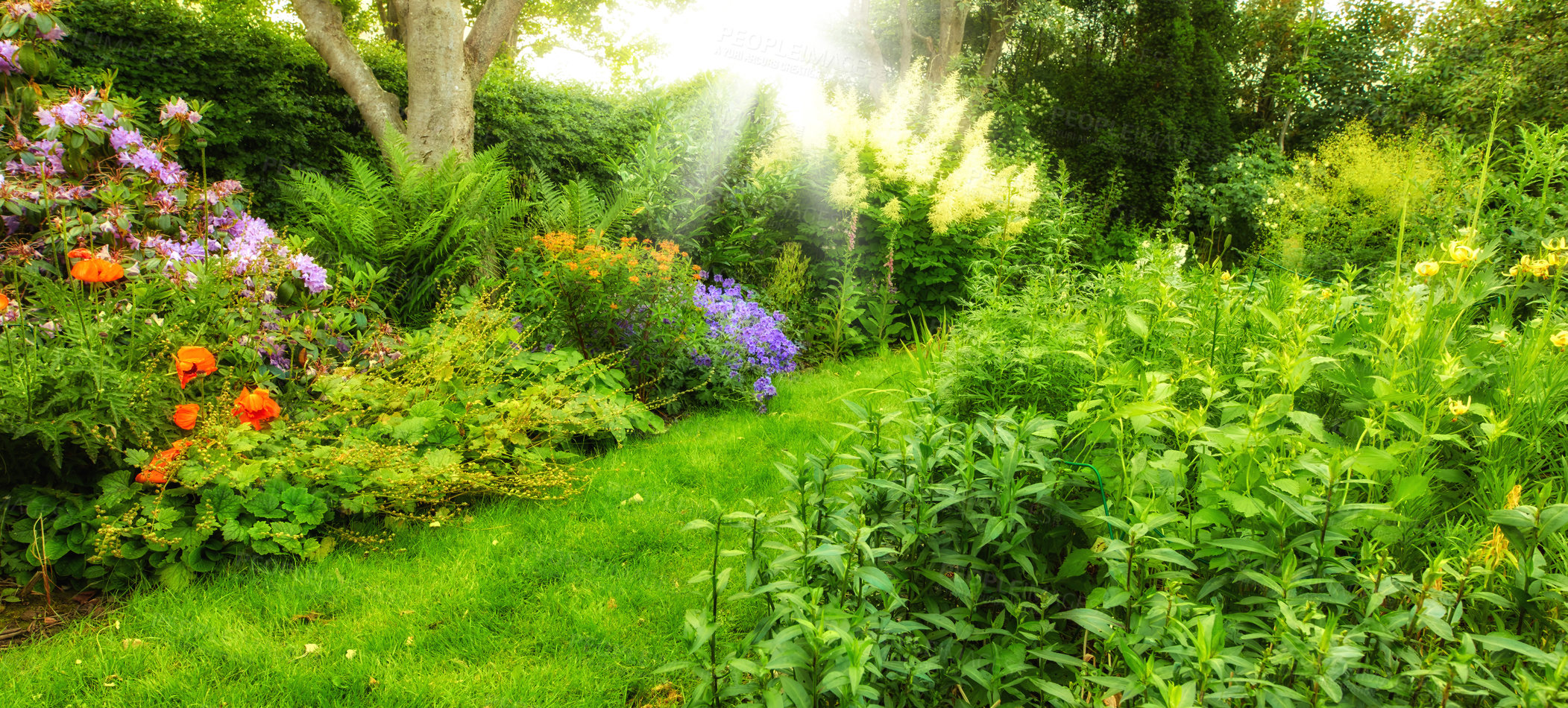 Buy stock photo A lush green organic yard garden with various colorful flowers blooming in spring with the flare of the sun shining through the trees. Beautiful cultivated botanical garden landscape with a lawn path