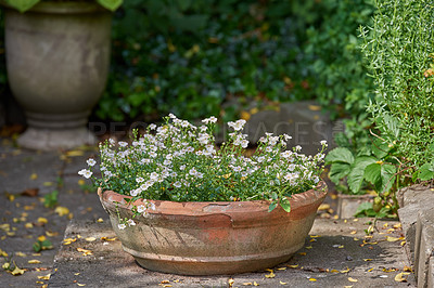 Buy stock photo Pansies growing in a vase in a backyard garden in summer. Beautiful hybrid plant blooming in a vessel or pot in spring outdoors. Tiny flowering plants budding in a yard outside. Flora in a holder