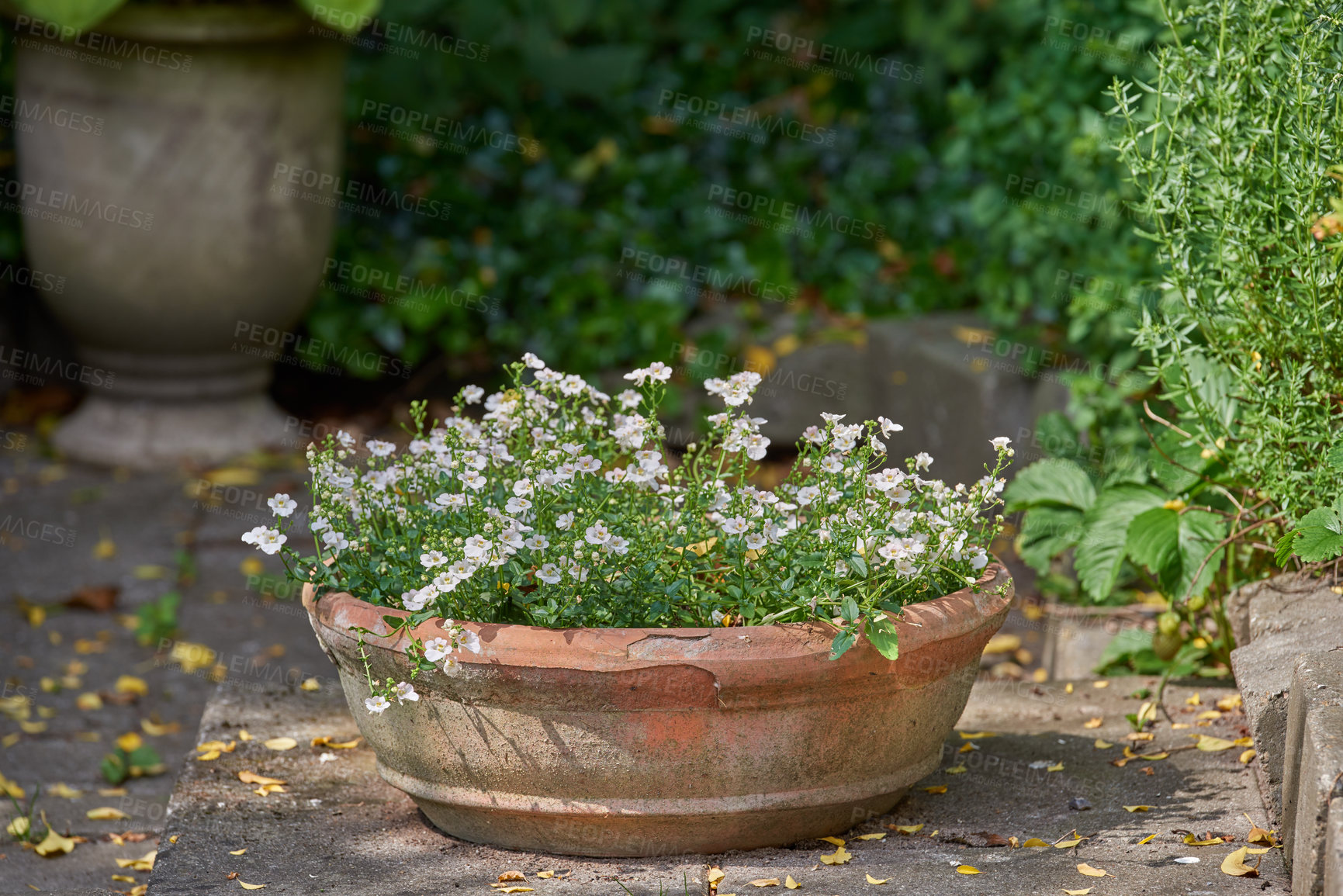 Buy stock photo Pansies growing in a vase in a backyard garden in summer. Beautiful hybrid plant blooming in a vessel or pot in spring outdoors. Tiny flowering plants budding in a yard outside. Flora in a holder