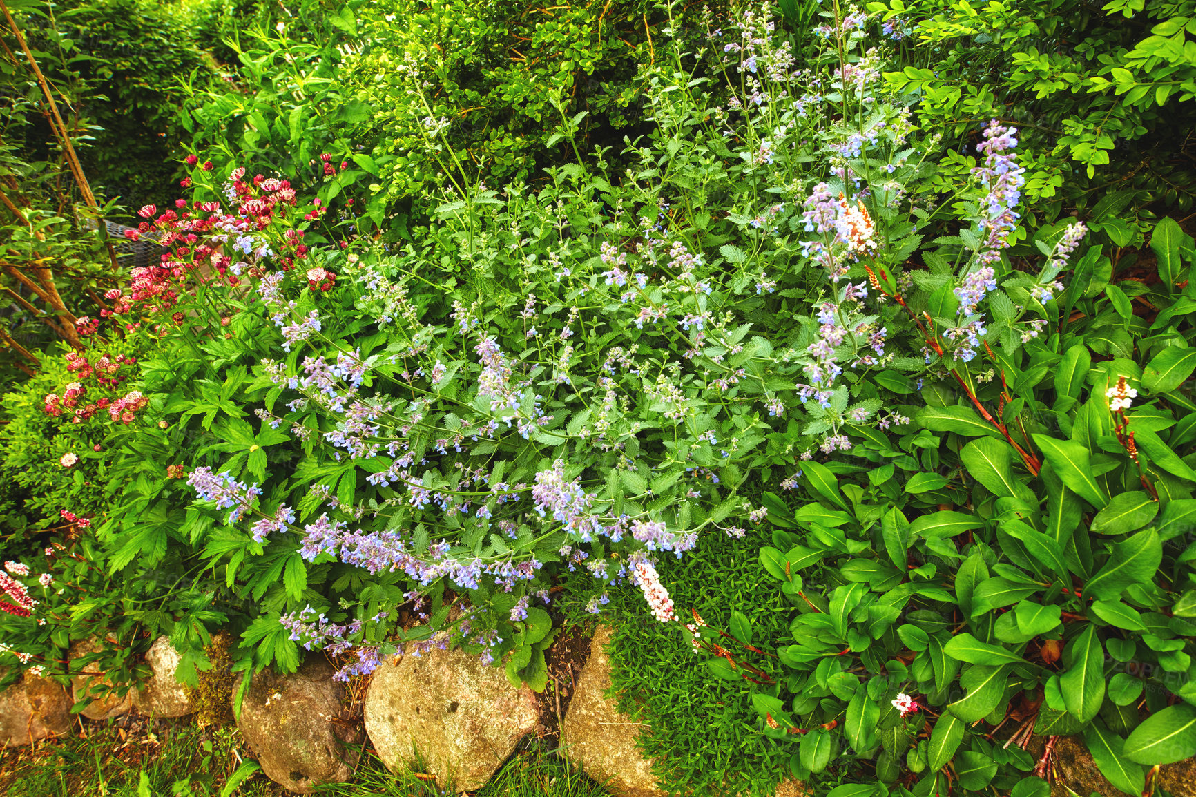 Buy stock photo Catnip or catmint bush growing, blossoming, flowering in a lush green garden at home. Bunch of nepeta cataria flowers blooming in a landscaped backyard. Horticulture, cultivation of medicinal plants