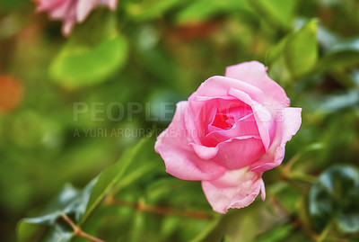 Buy stock photo Pink rose 