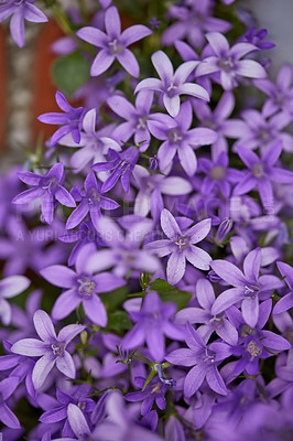 Buy stock photo Closeup of purple dalmatian bellflowers growing in a private and secluded home backyard and garden. Texture and detail of vibrant group of campanula portenschlagiana flowers blossoming and blooming