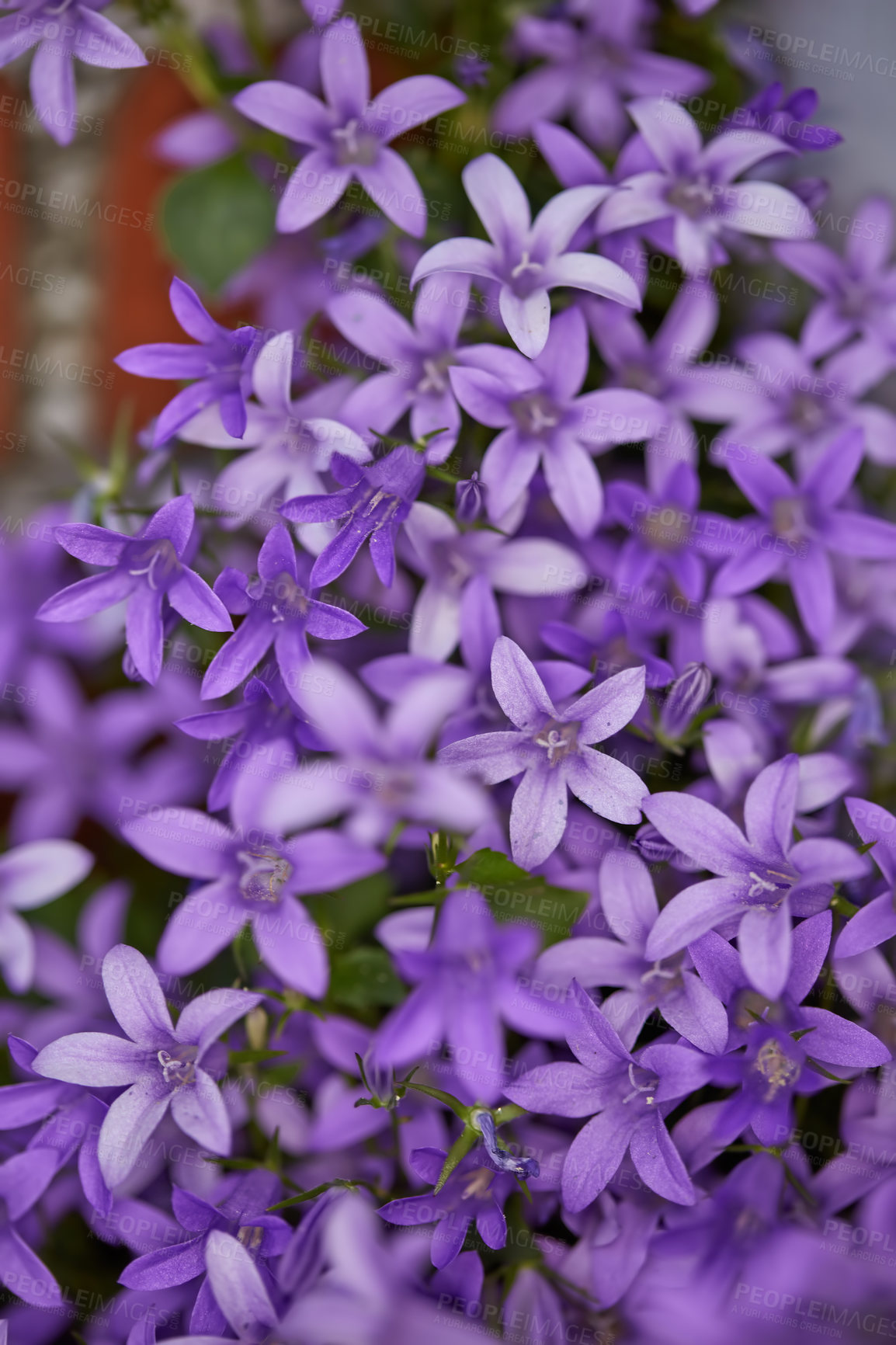 Buy stock photo Closeup of purple dalmatian bellflowers growing in a private and secluded home backyard and garden. Texture and detail of vibrant group of campanula portenschlagiana flowers blossoming and blooming