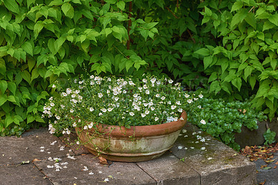 Buy stock photo Pansies growing in a vase in backyard garden in summer. Beautiful hybrid plant blooming in a pot in spring outdoors. Tiny flowering plants budding in a yard outside. Flora in a holder, rustic decor